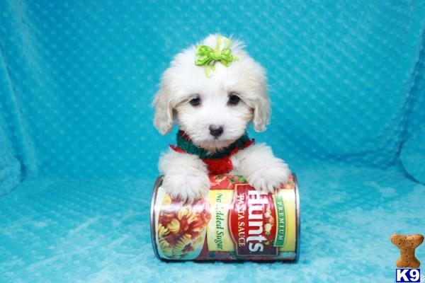 lvpuppyheaven Picture 2